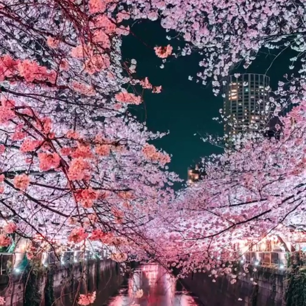 Meet your Posher, Alexus